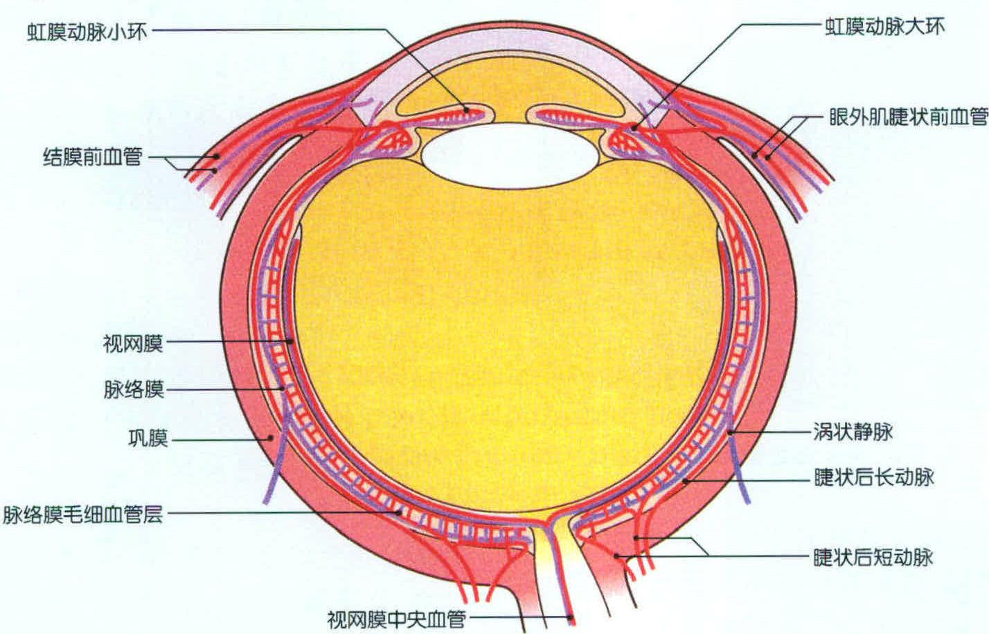 93. 穹窿和穹窿连合(上面观)-颅脑颈部应用解剖-医学